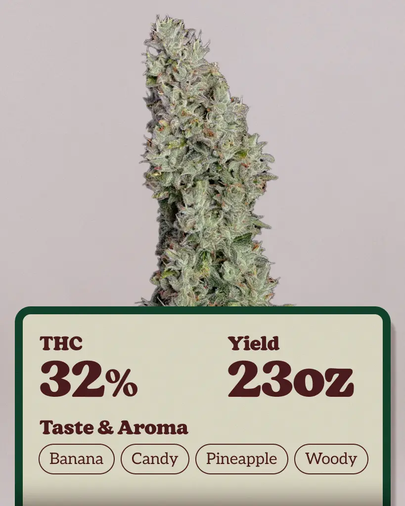 Pineapple Daddy Autoflower Seeds