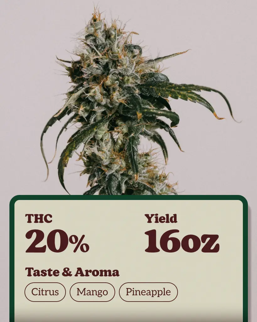 Maui Wowie Feminized Seeds