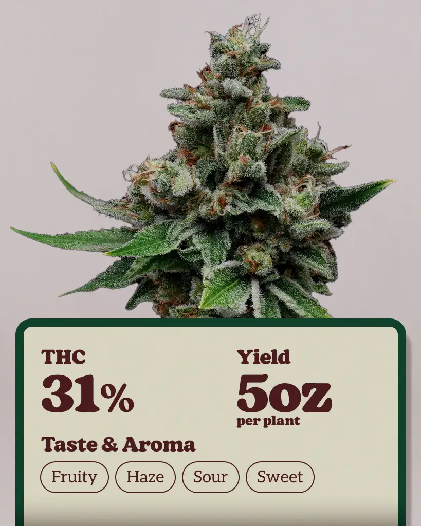 Tenzin Haze Feminized Seeds