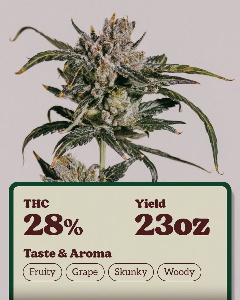 Godfather OG Feminized Seeds