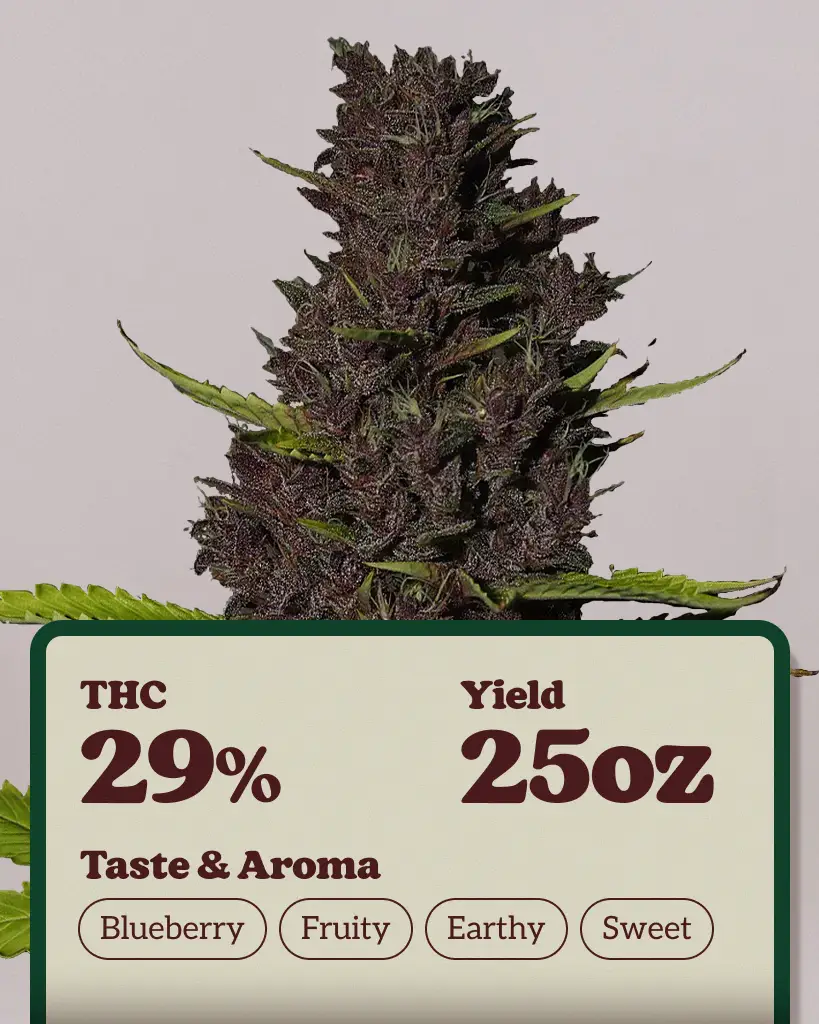 Blue Dream Feminized Seeds