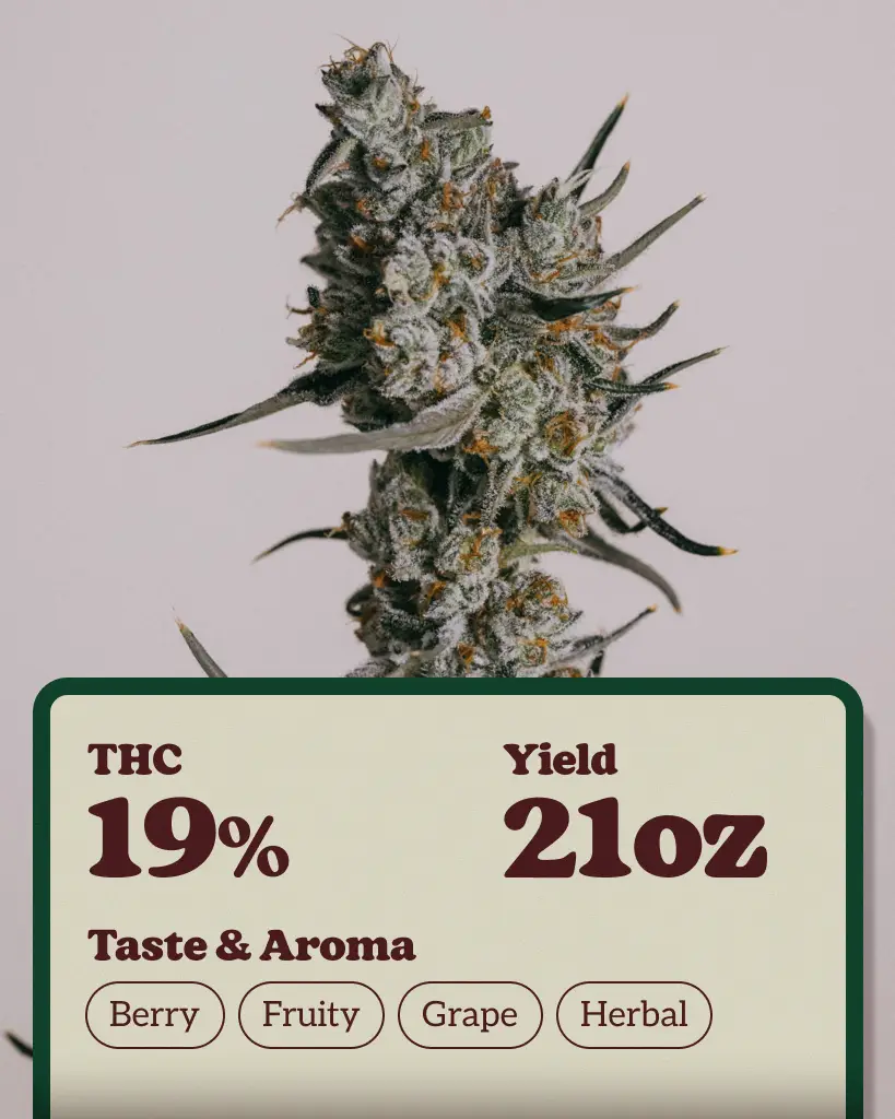 Granddaddy Purple Autoflower Seeds
