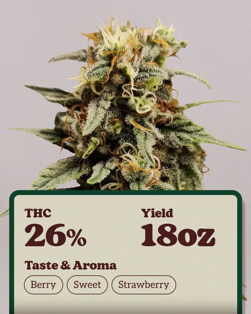 Strawberry Cough Feminized Seeds