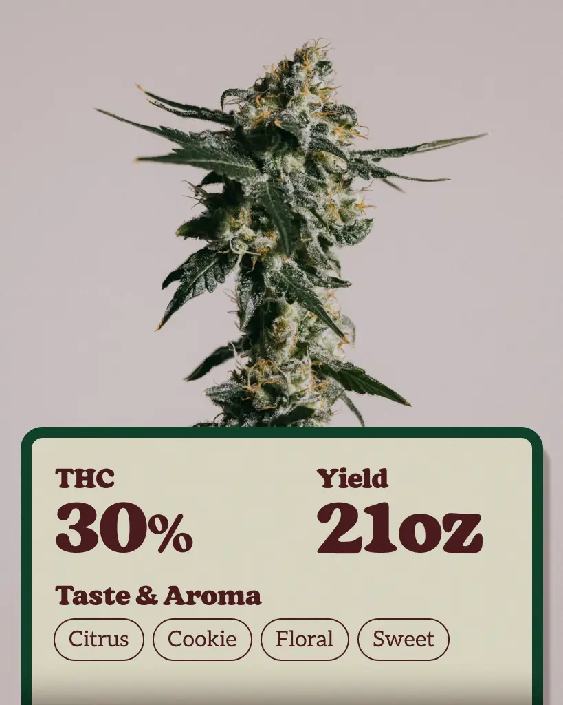 Girl Scout Cookies Extreme Autoflower Seeds
