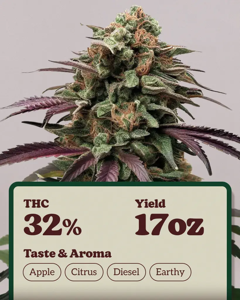 Apple Fritter Feminized Seeds