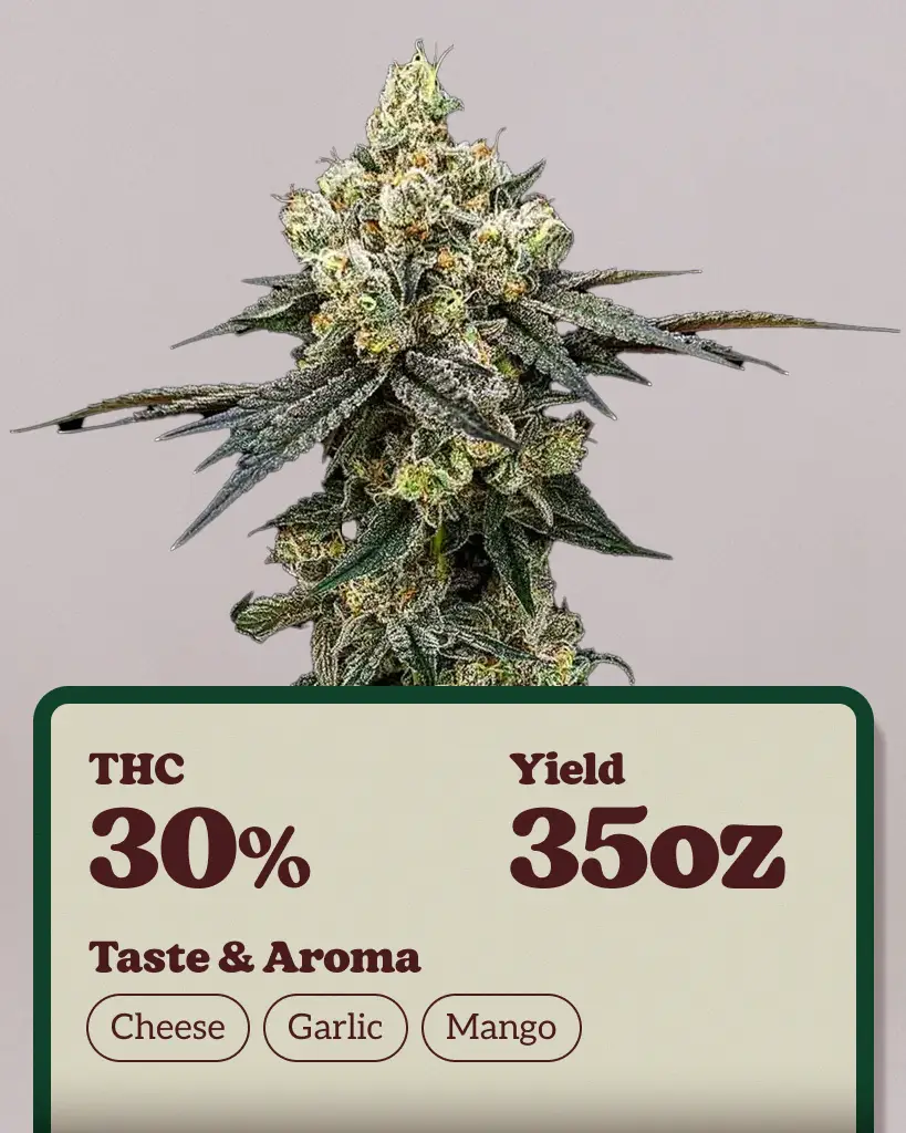 Cheddar Cheeze Feminized Seeds