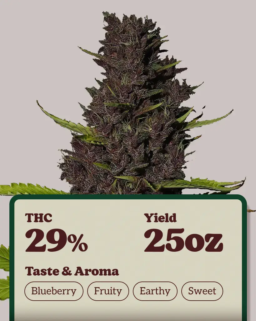 Blue Dream Autoflower Seeds