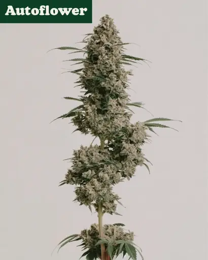 Afghan Autoflower Seeds