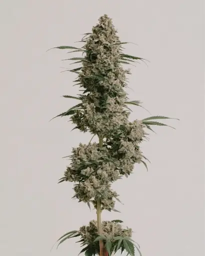 Afghan Seeds