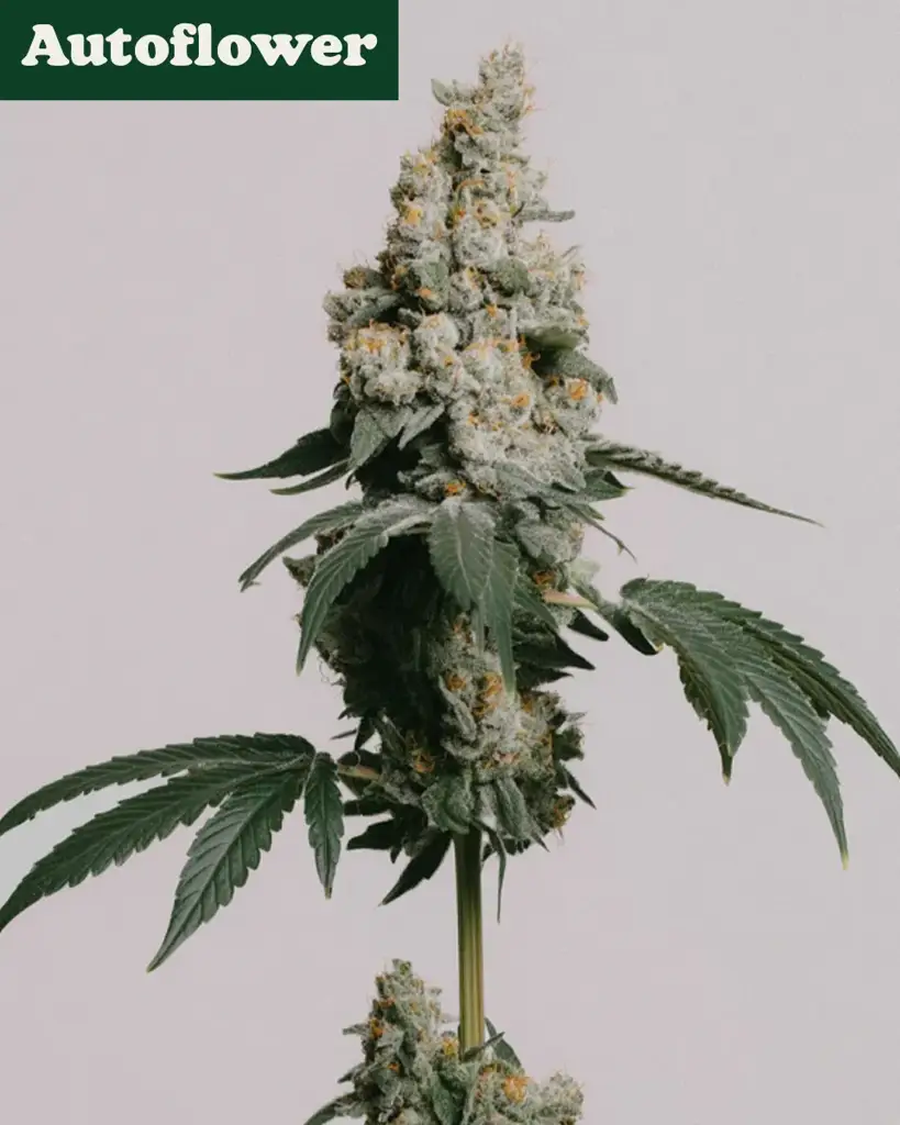 GMO Cookies Autoflower Seeds