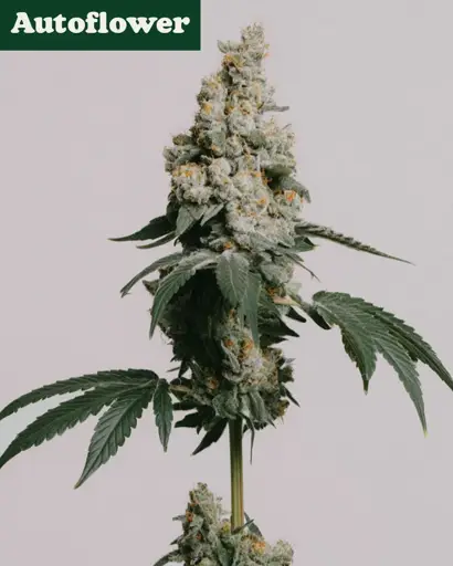 GMO Cookies Autoflower Seeds