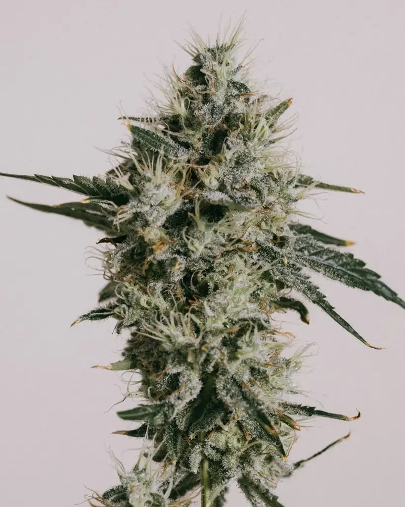 AK-47 Seeds