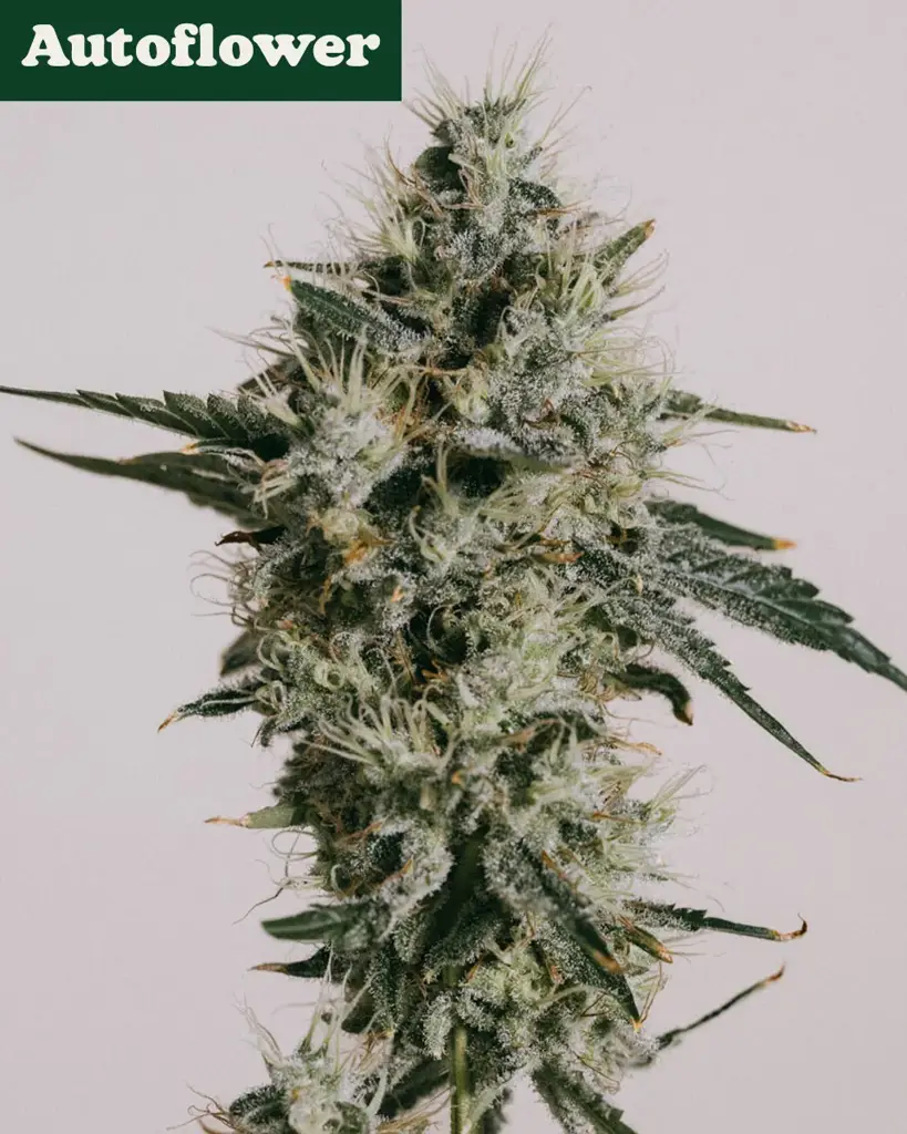 AK-47 Autoflower Seeds