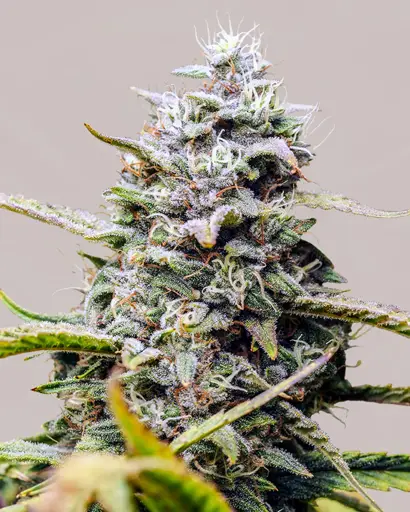 Afghan Feminized Seeds