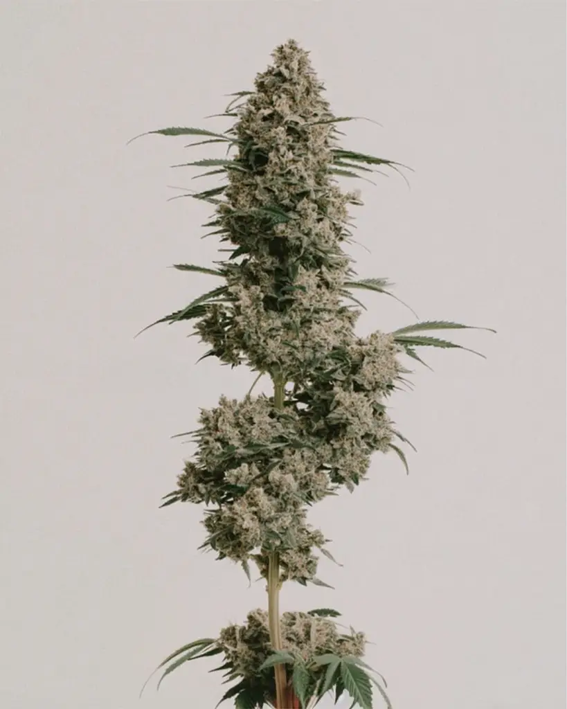 Afghan Feminized Seeds