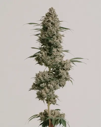 Afghan Feminized Seeds