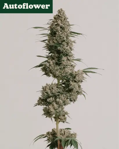 Afghan Autoflower Seeds