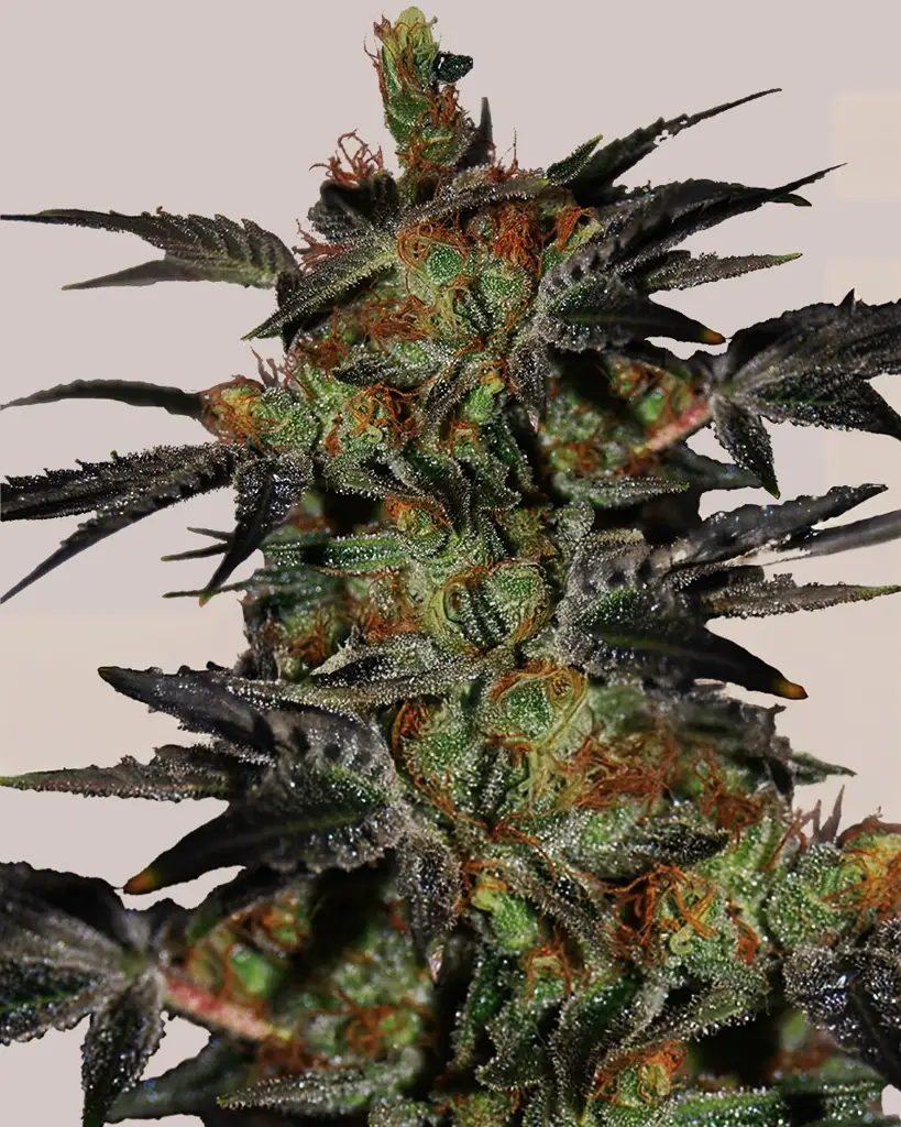 Agent Orange Feminized Seeds