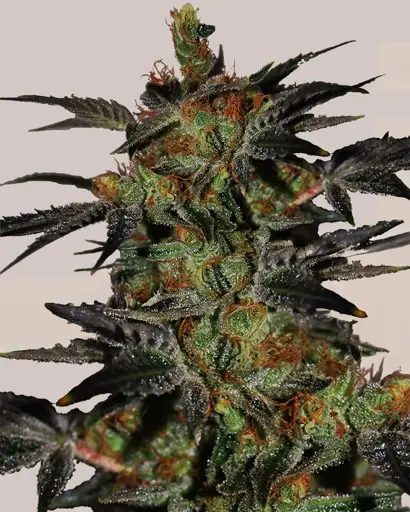 Agent Orange Seeds