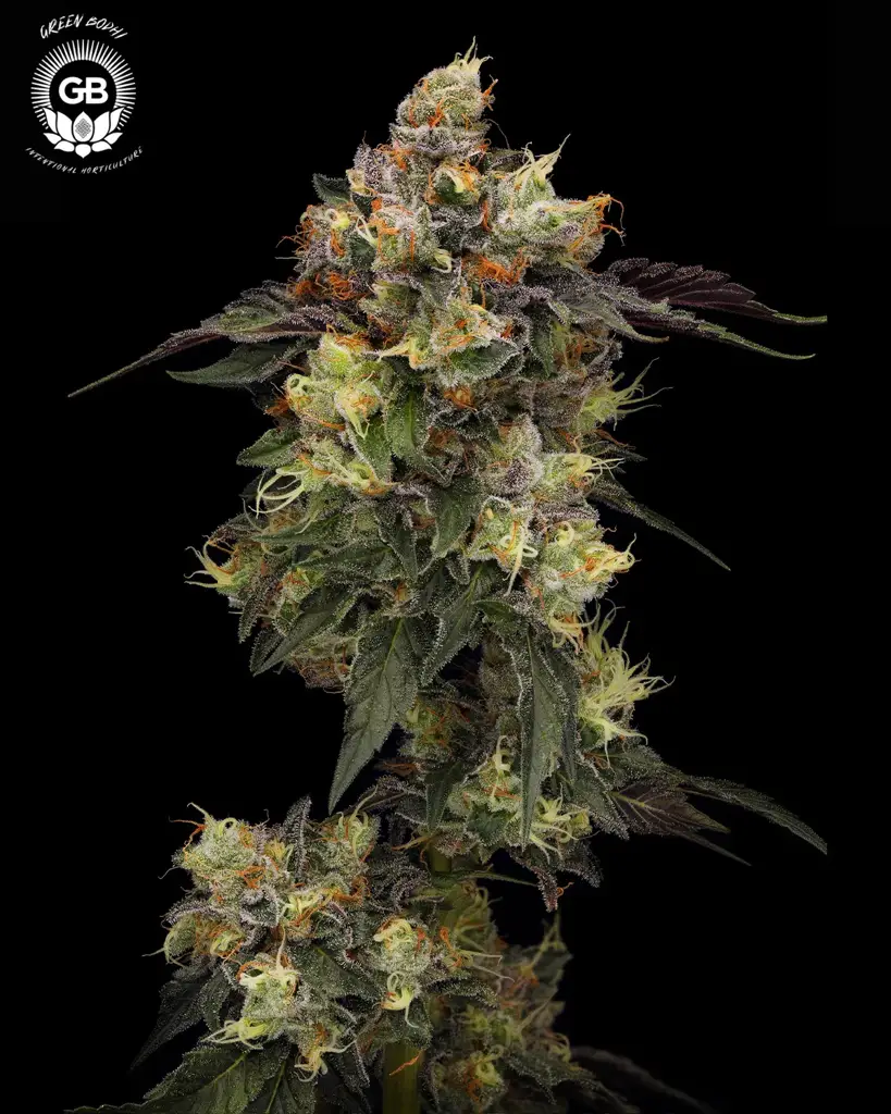 Alien Haze Seeds