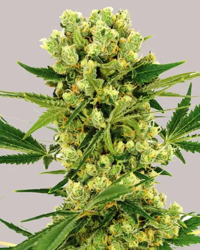 Amnesia Haze Feminized Seeds