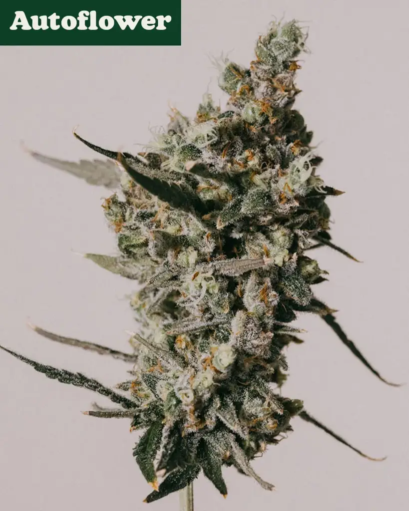Amnesia Haze Autoflower Seeds