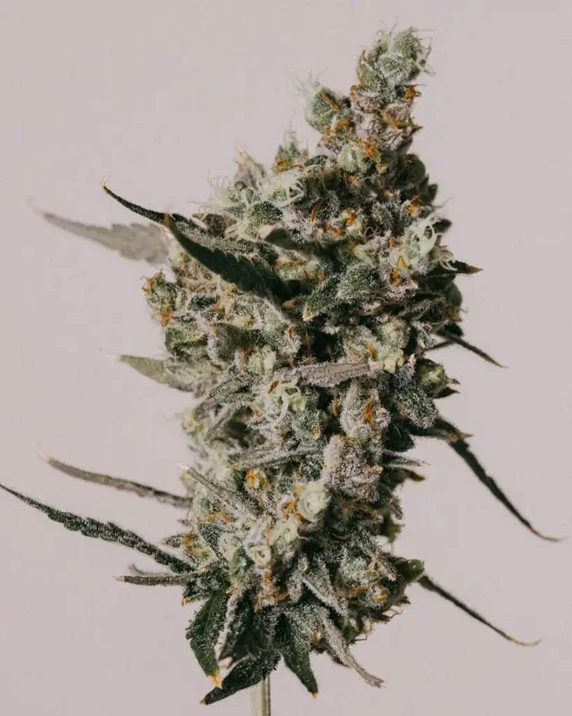 Amnesia Haze Seeds