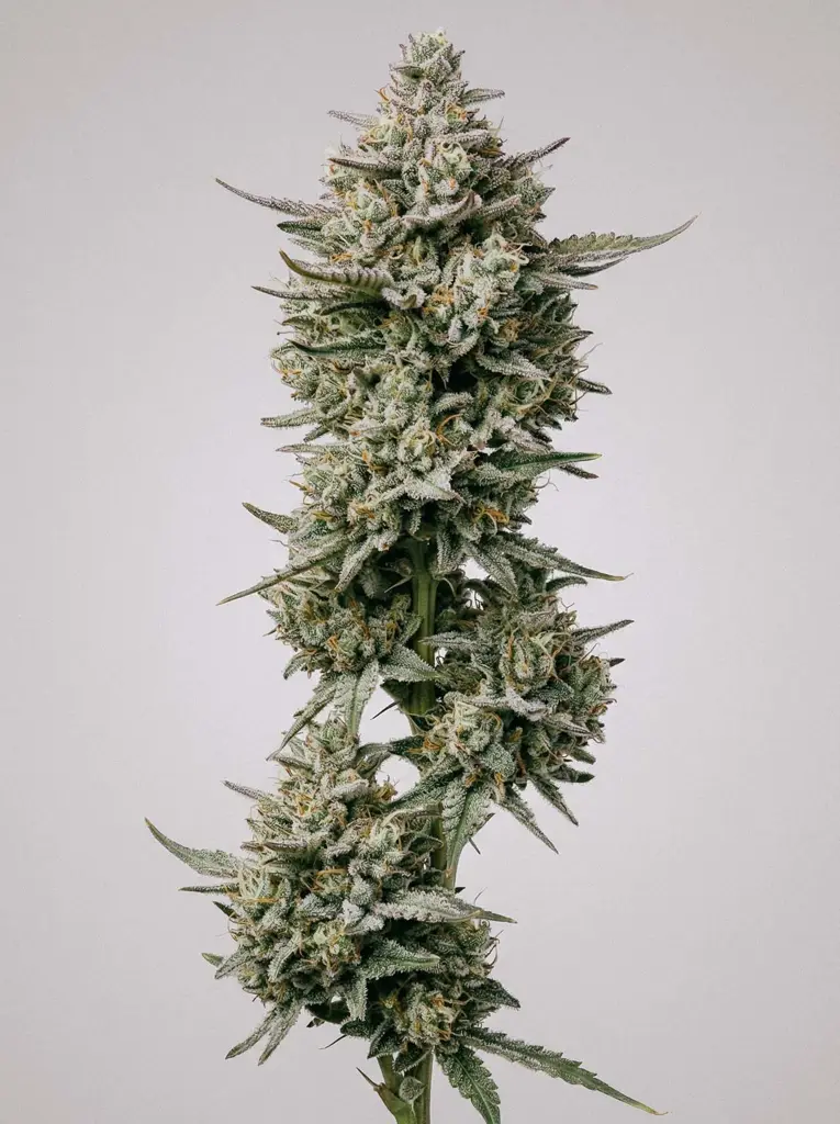 Amnesia x AK-47 Seeds