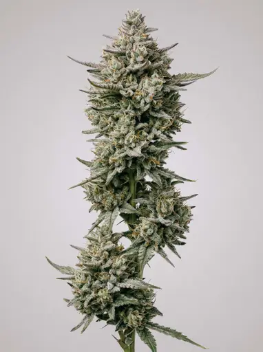 Amnesia x AK-47 Seeds