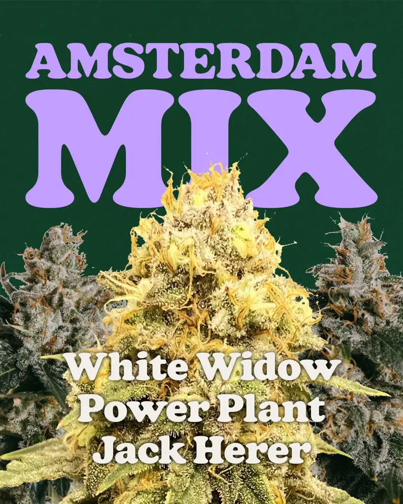 Amsterdam Mix