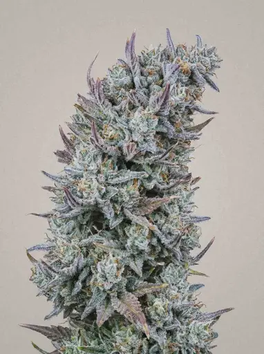 Animal Runtz Seeds