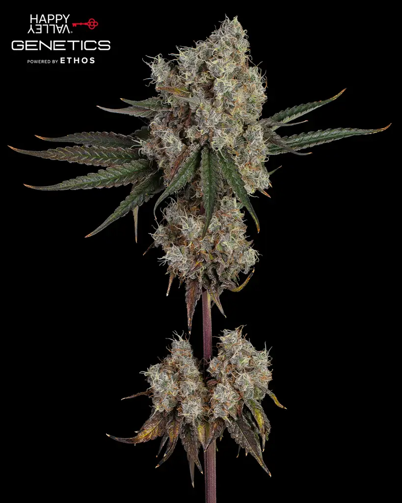 Another Level Feminized Seeds