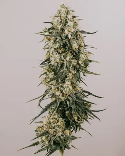 Apple Fritter Seeds