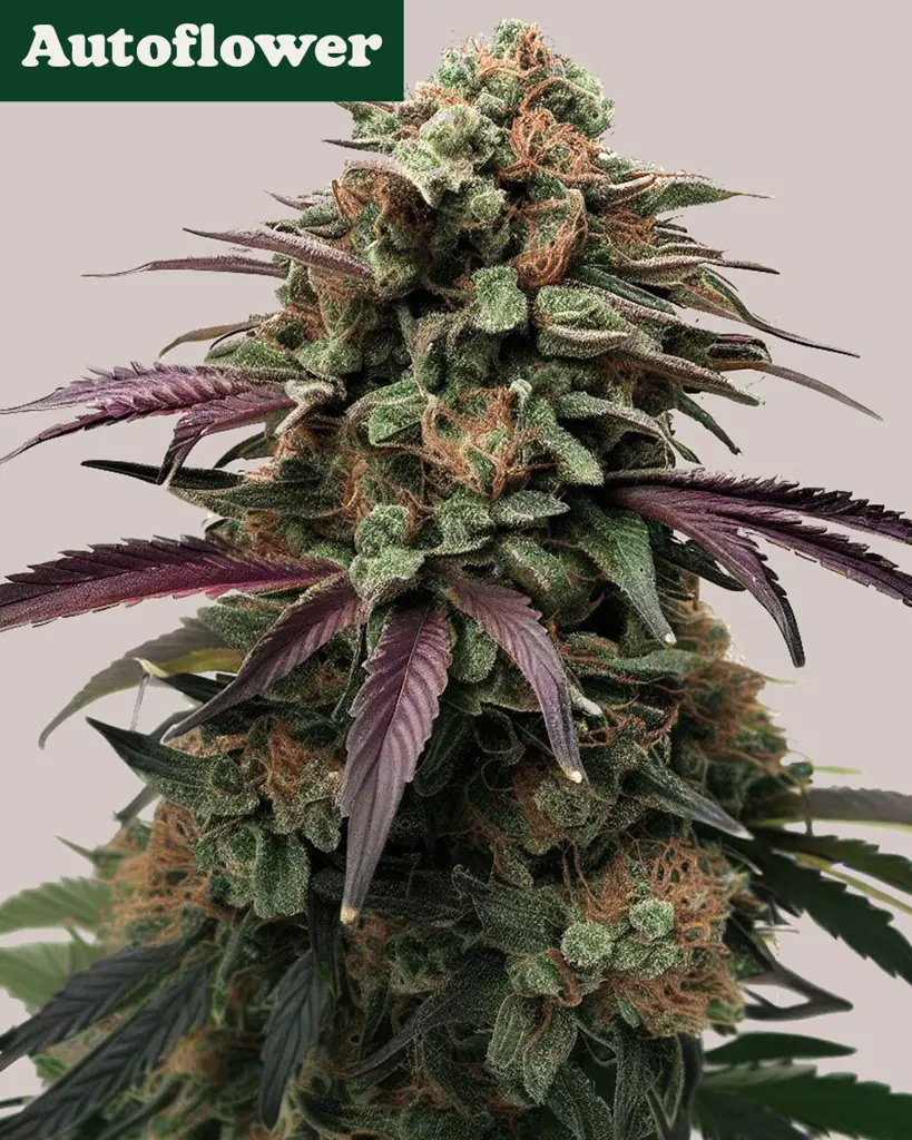 Apple Fritter Autoflower Seeds