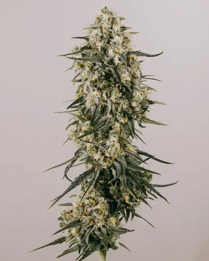 Apple Fritter Feminized Seeds