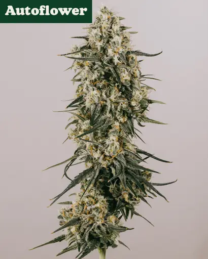 Apple Fritter Autoflower Seeds