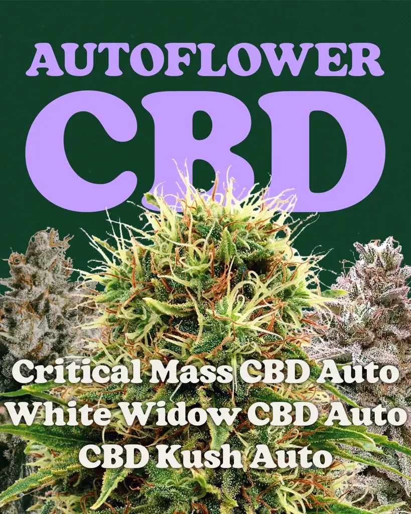 Autoflower CBD Mix