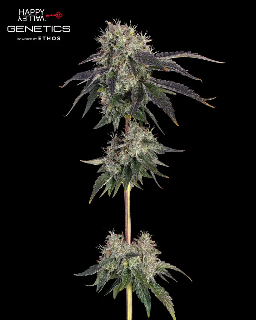 Baller’s Game Feminized Seeds