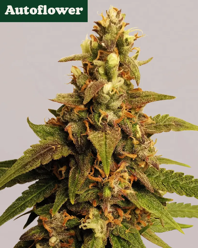 Banana Kush Autoflower Seeds