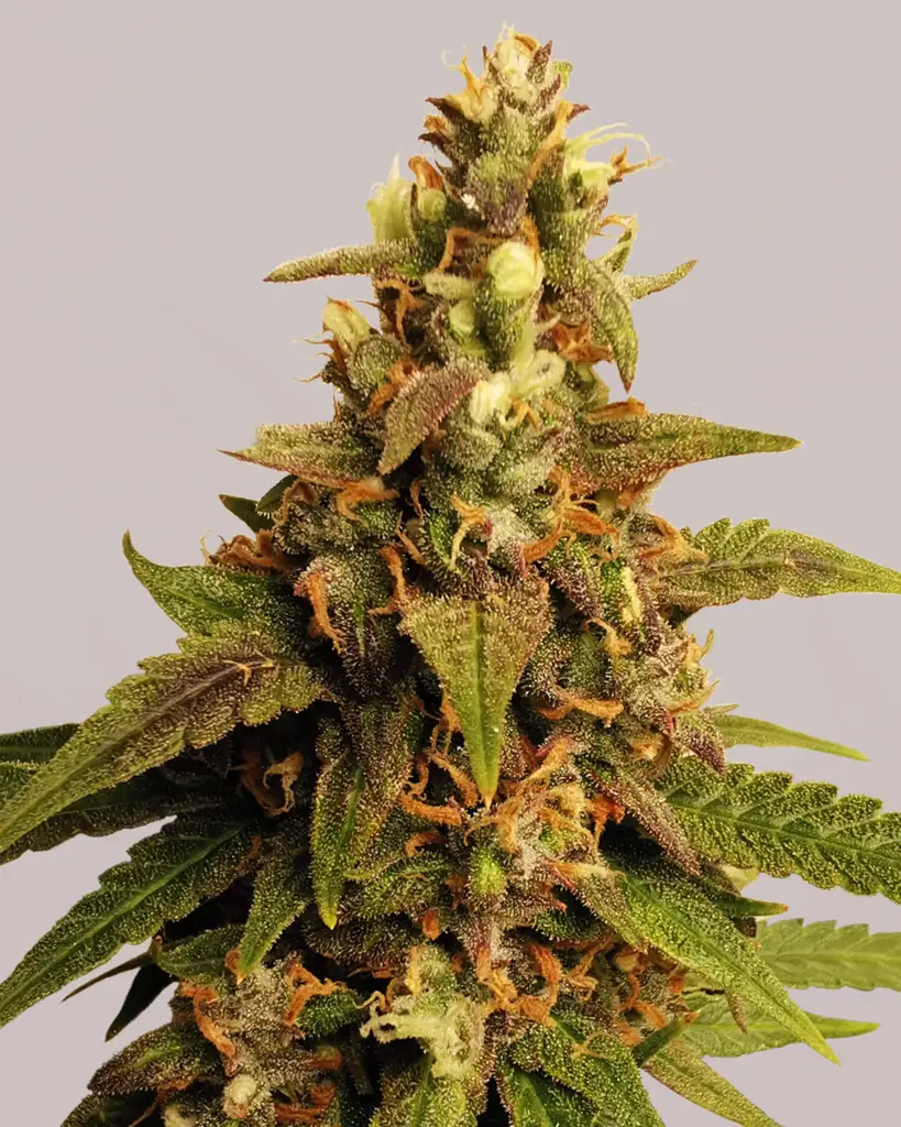 Banana Kush Feminized Seeds