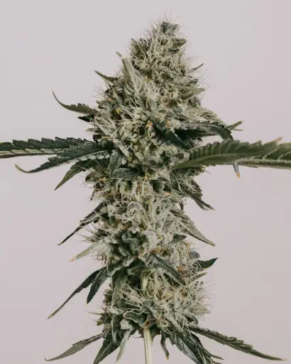 Banana Kush Seeds