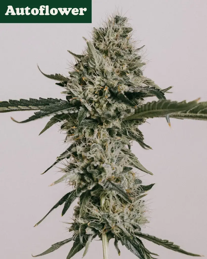 Banana Kush Autoflower Seeds
