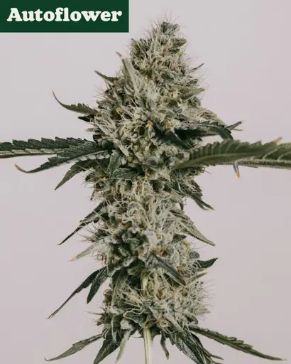 Banana Kush Autoflower Seeds