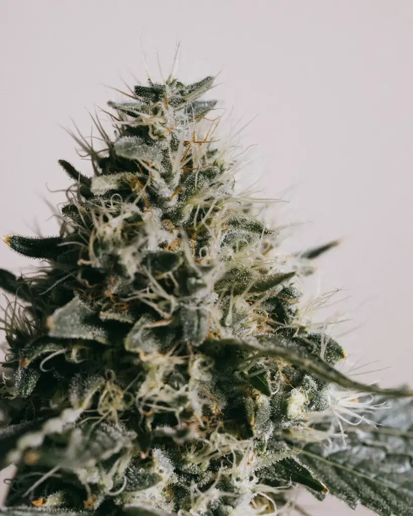 Buy Banana Kush Seeds | Germination Guarantee | ILGM