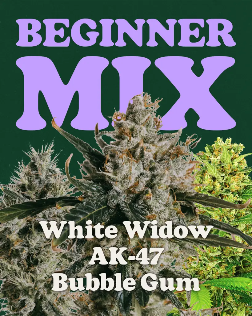 Beginner Mix