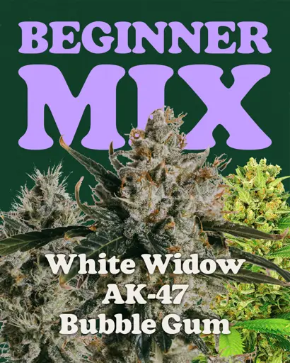 Beginner Mix