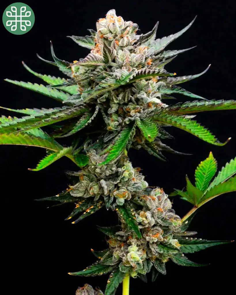 Berry Burst Feminized Seeds