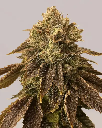 Biscotti Seeds