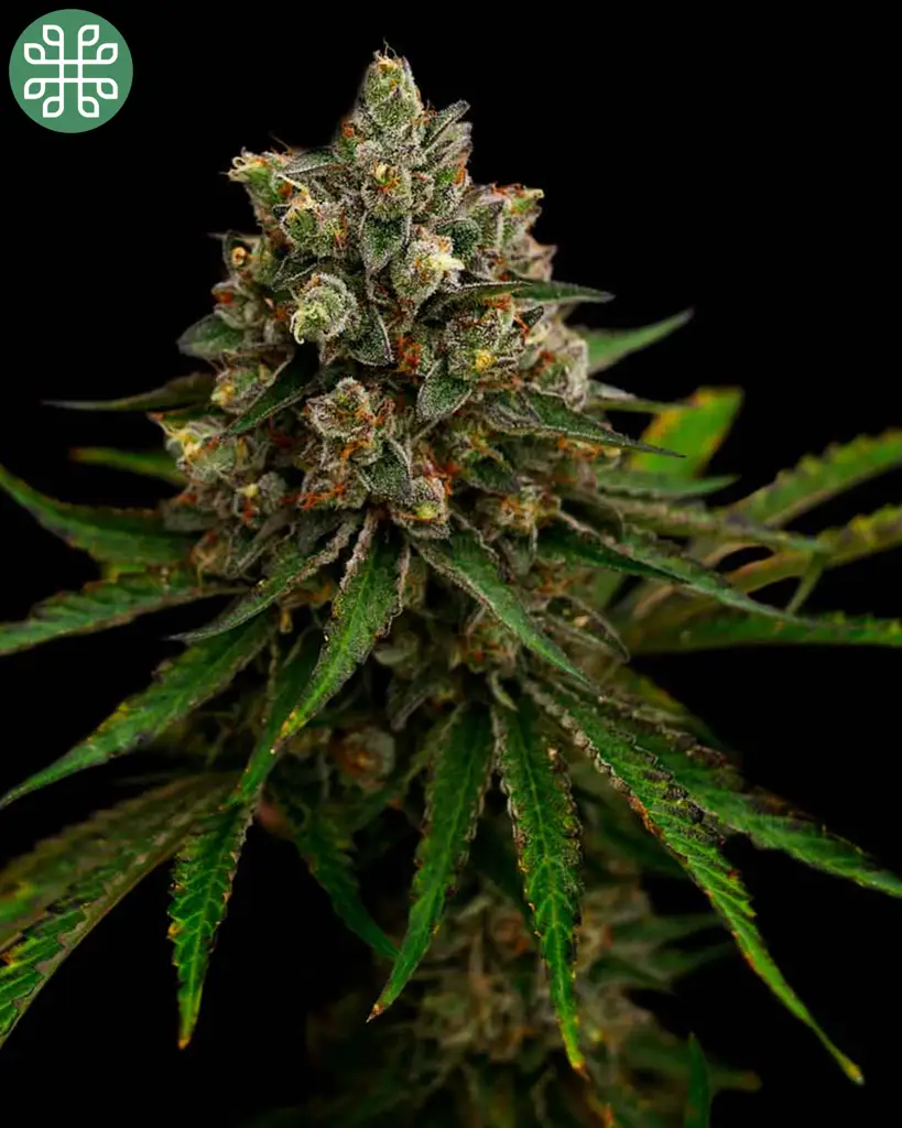 Biscotti Bliss Feminized Seeds