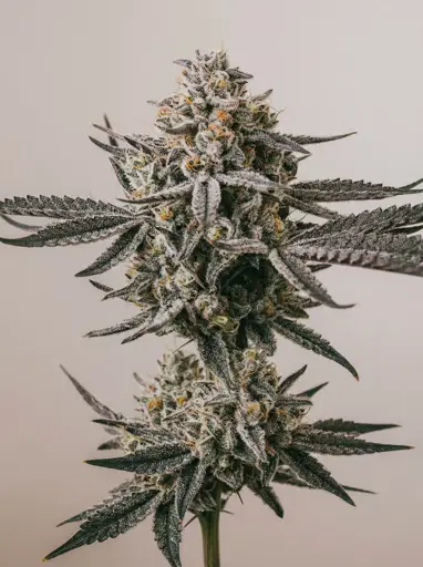 Black Diamond Seeds